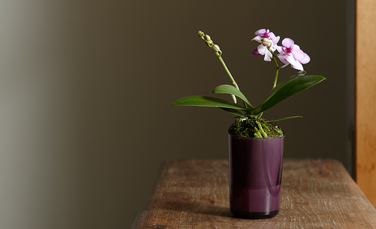 スマートフォン用の画像