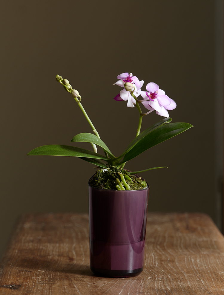 スマートフォン用の画像