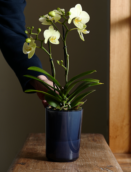 パソコン用の画像