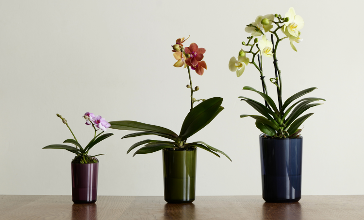 スマートフォン用の画像