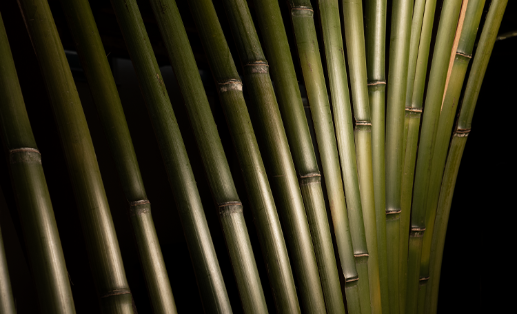 スマートフォン用の画像